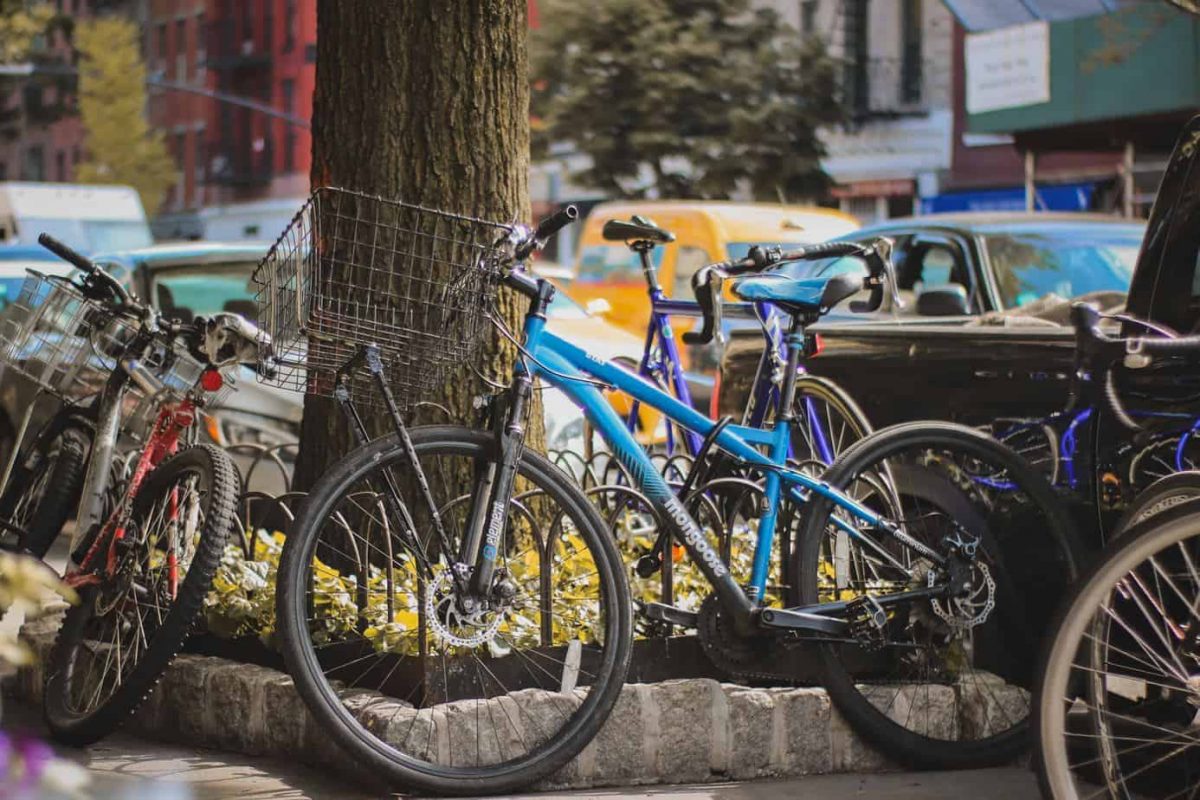 bicicletas alrededor de un árbol