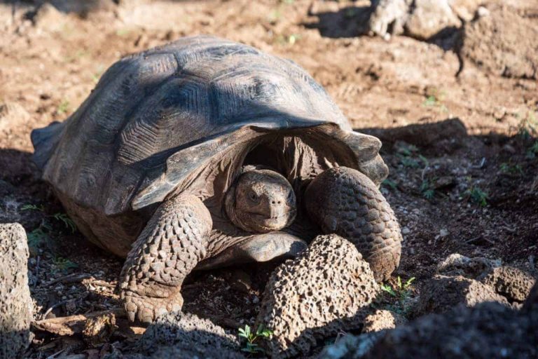 Encuentran tortuga gigante del mismo grupo genético del solitario Jorge