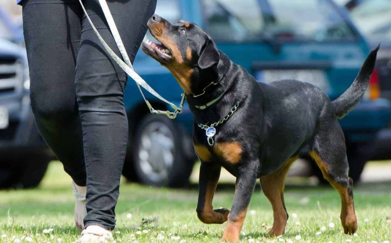 Policía Nacional enseñará técnicas de adiestramiento canino de forma virtual