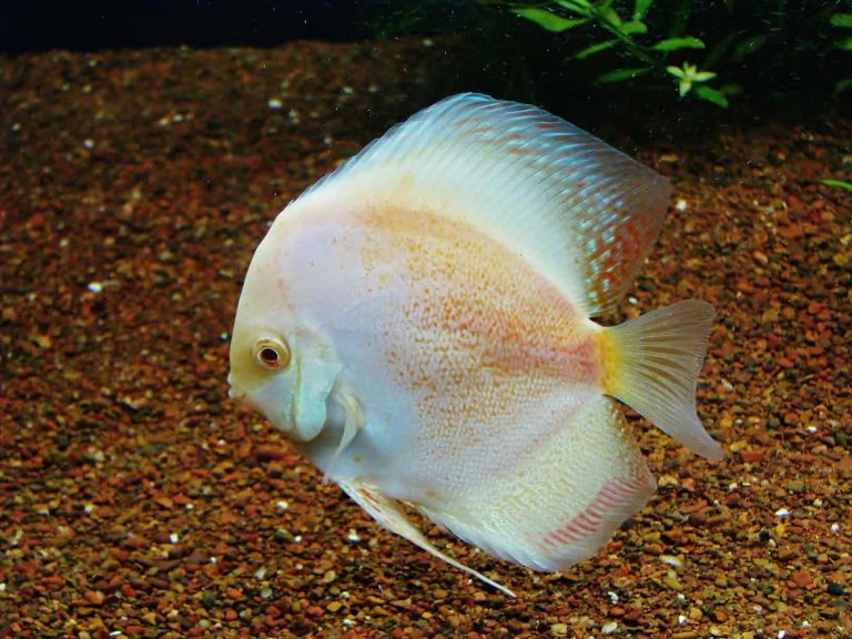 Gobierno provoca la muerte de peces del estanque de El Telégrafo
