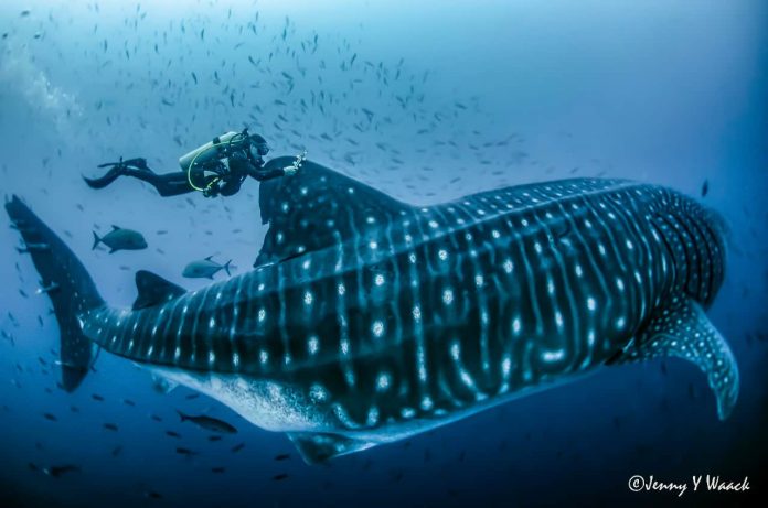 Una tiburón ballena adulta recorrió 1.100 kilómetros desde Galápagos hasta las Isla del Coco en Costa Rica, durante tres semanas.