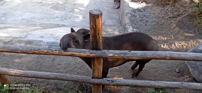 Tapir - Zoológico de Guayllabamba