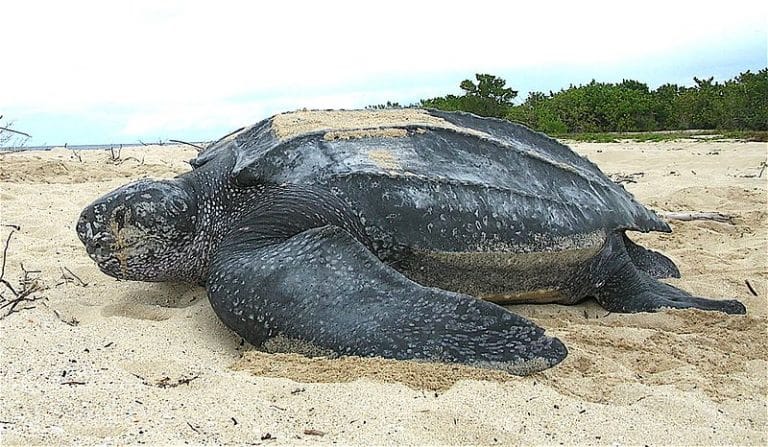 Manabí, un sitio de esperanza para las tortugas laúd