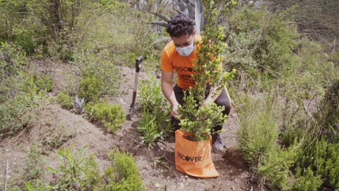 Voluntario Discover que apoyó en la reforestación