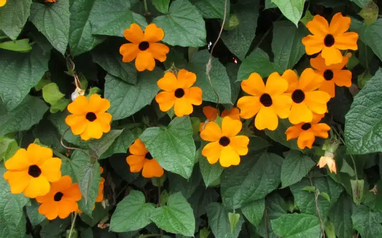 Una plaga naranja se toma los parques de la ciudad
