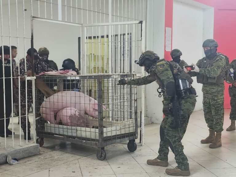 Cárcel de Santo Domingo: Operativo halló gallos de pelea y cerdos