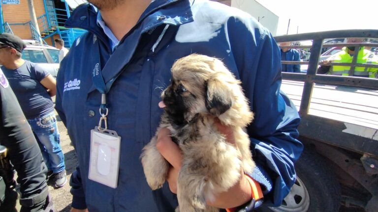 Animales fueron rescatados durante un operativo en mercado «Las Cuadras»